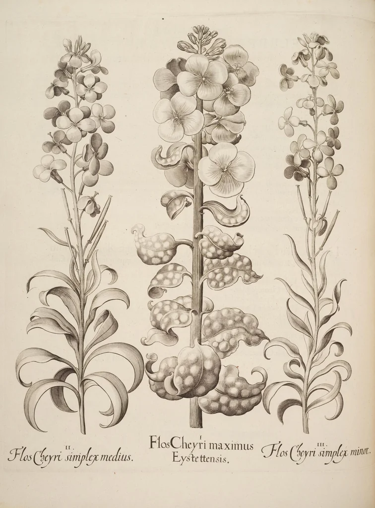 An illustration from Hortus Eystettensis, siue, Diligens et accurata omnium plantarum, florum, stirpium, ex variis orbis terræ partibus, singulari studio collectarum, quæ in celeberrimis viridariis arcem episcopalem ibidem cingentibus, hoc tempore conspiciuntur, delineatio et aduiuum repræsentatio, 1613, leaf 394
