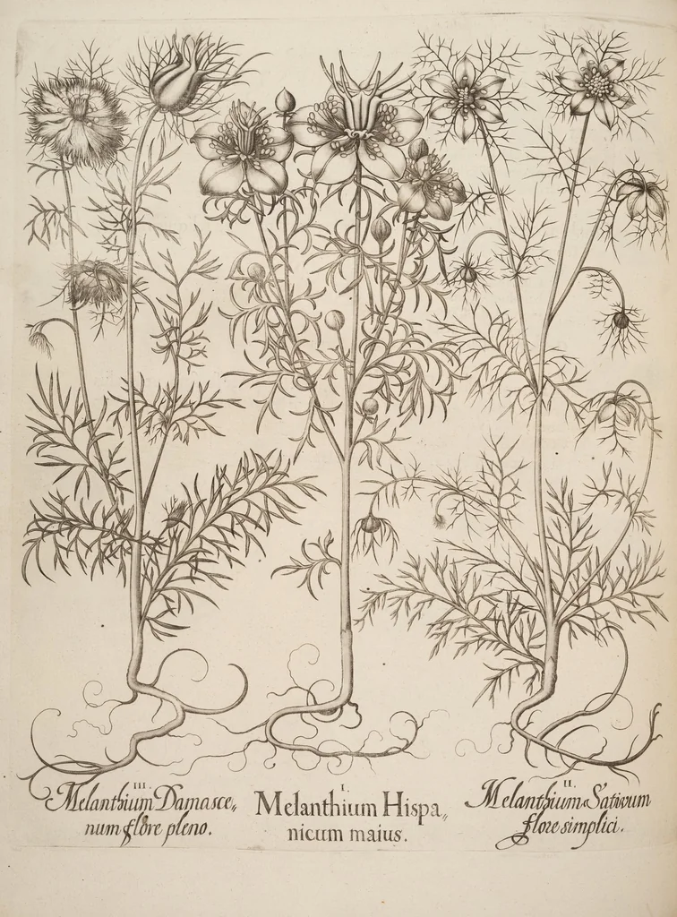 An illustration from Hortus Eystettensis, siue, Diligens et accurata omnium plantarum, florum, stirpium, ex variis orbis terræ partibus, singulari studio collectarum, quæ in celeberrimis viridariis arcem episcopalem ibidem cingentibus, hoc tempore conspiciuntur, delineatio et aduiuum repræsentatio, 1613, leaf 404