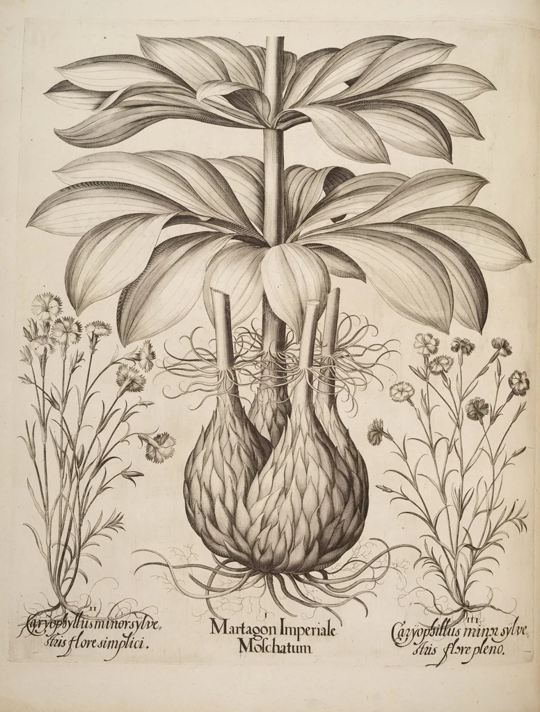An illustration from Hortus Eystettensis, siue, Diligens et accurata omnium plantarum, florum, stirpium, ex variis orbis terræ partibus, singulari studio collectarum, quæ in celeberrimis viridariis arcem episcopalem ibidem cingentibus, hoc tempore conspiciuntur, delineatio et aduiuum repræsentatio, 1613, leaf 420