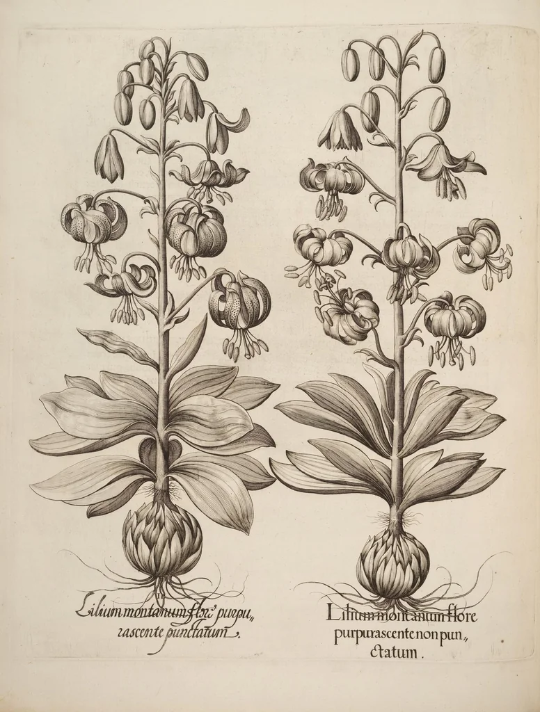 An illustration from Hortus Eystettensis, siue, Diligens et accurata omnium plantarum, florum, stirpium, ex variis orbis terræ partibus, singulari studio collectarum, quæ in celeberrimis viridariis arcem episcopalem ibidem cingentibus, hoc tempore conspiciuntur, delineatio et aduiuum repræsentatio, 1613, leaf 432