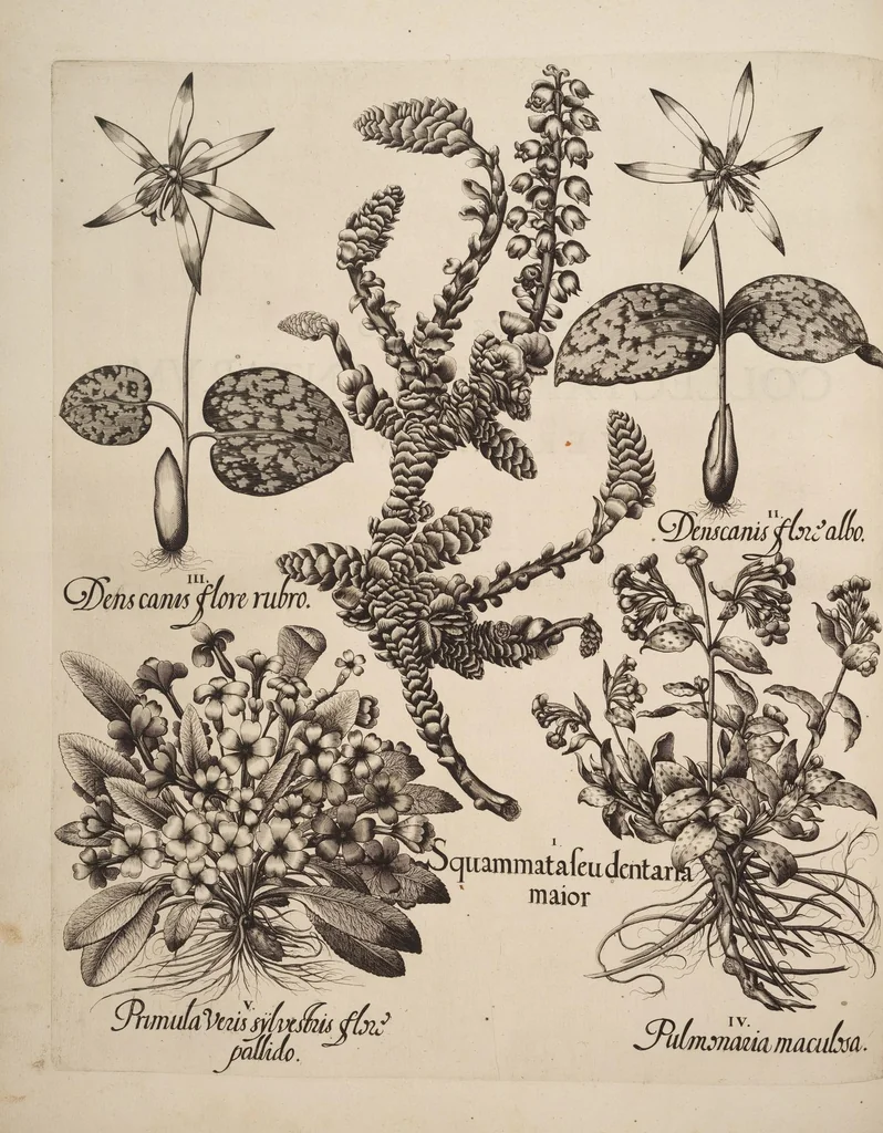 An illustration from Hortus Eystettensis, siue, Diligens et accurata omnium plantarum, florum, stirpium, ex variis orbis terræ partibus, singulari studio collectarum, quæ in celeberrimis viridariis arcem episcopalem ibidem cingentibus, hoc tempore conspiciuntur, delineatio et aduiuum repræsentatio, 1613, leaf 48