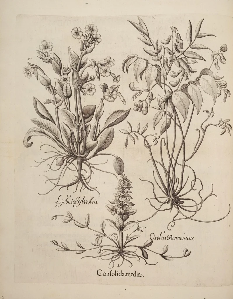 An illustration from Hortus Eystettensis, siue, Diligens et accurata omnium plantarum, florum, stirpium, ex variis orbis terræ partibus, singulari studio collectarum, quæ in celeberrimis viridariis arcem episcopalem ibidem cingentibus, hoc tempore conspiciuntur, delineatio et aduiuum repræsentatio, 1613, leaf 58