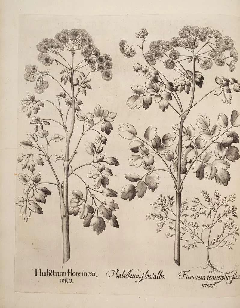 An illustration from Hortus Eystettensis, siue, Diligens et accurata omnium plantarum, florum, stirpium, ex variis orbis terræ partibus, singulari studio collectarum, quæ in celeberrimis viridariis arcem episcopalem ibidem cingentibus, hoc tempore conspiciuntur, delineatio et aduiuum repræsentatio, 1613, leaf 68