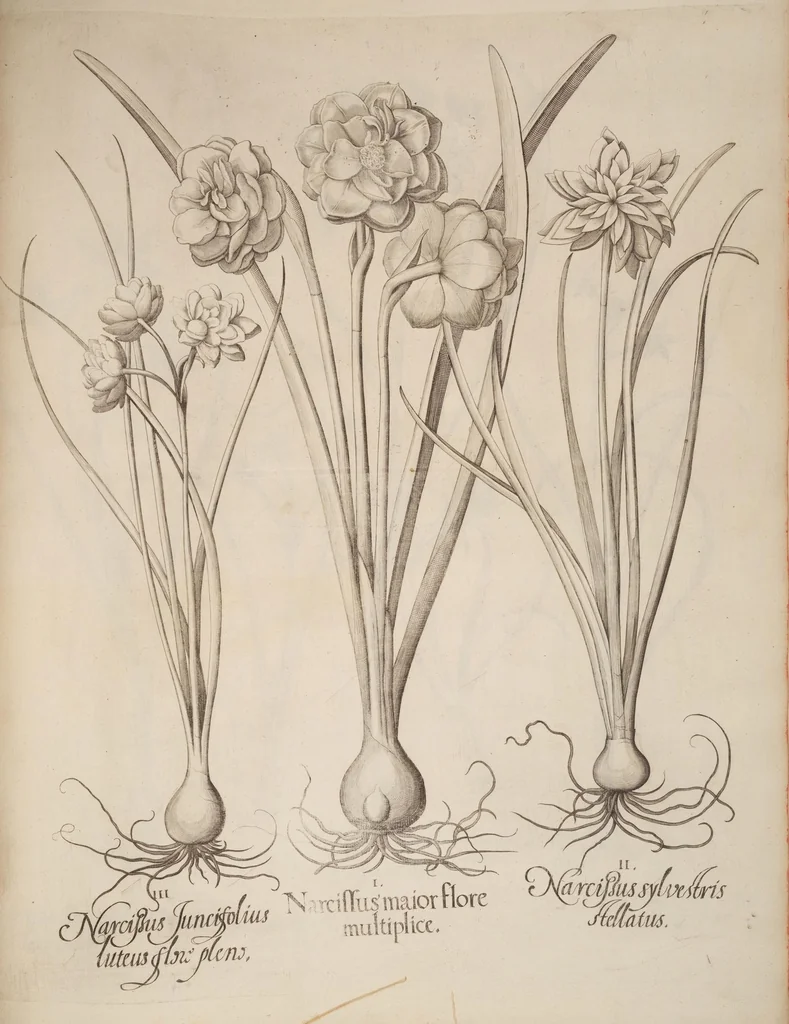 An illustration from Hortus Eystettensis, siue, Diligens et accurata omnium plantarum, florum, stirpium, ex variis orbis terræ partibus, singulari studio collectarum, quæ in celeberrimis viridariis arcem episcopalem ibidem cingentibus, hoc tempore conspiciuntur, delineatio et aduiuum repræsentatio, 1613, leaf 103