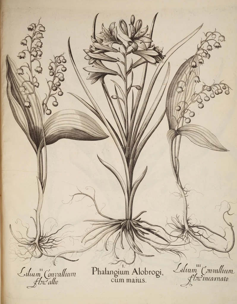 An illustration from Hortus Eystettensis, siue, Diligens et accurata omnium plantarum, florum, stirpium, ex variis orbis terræ partibus, singulari studio collectarum, quæ in celeberrimis viridariis arcem episcopalem ibidem cingentibus, hoc tempore conspiciuntur, delineatio et aduiuum repræsentatio, 1613, leaf 261