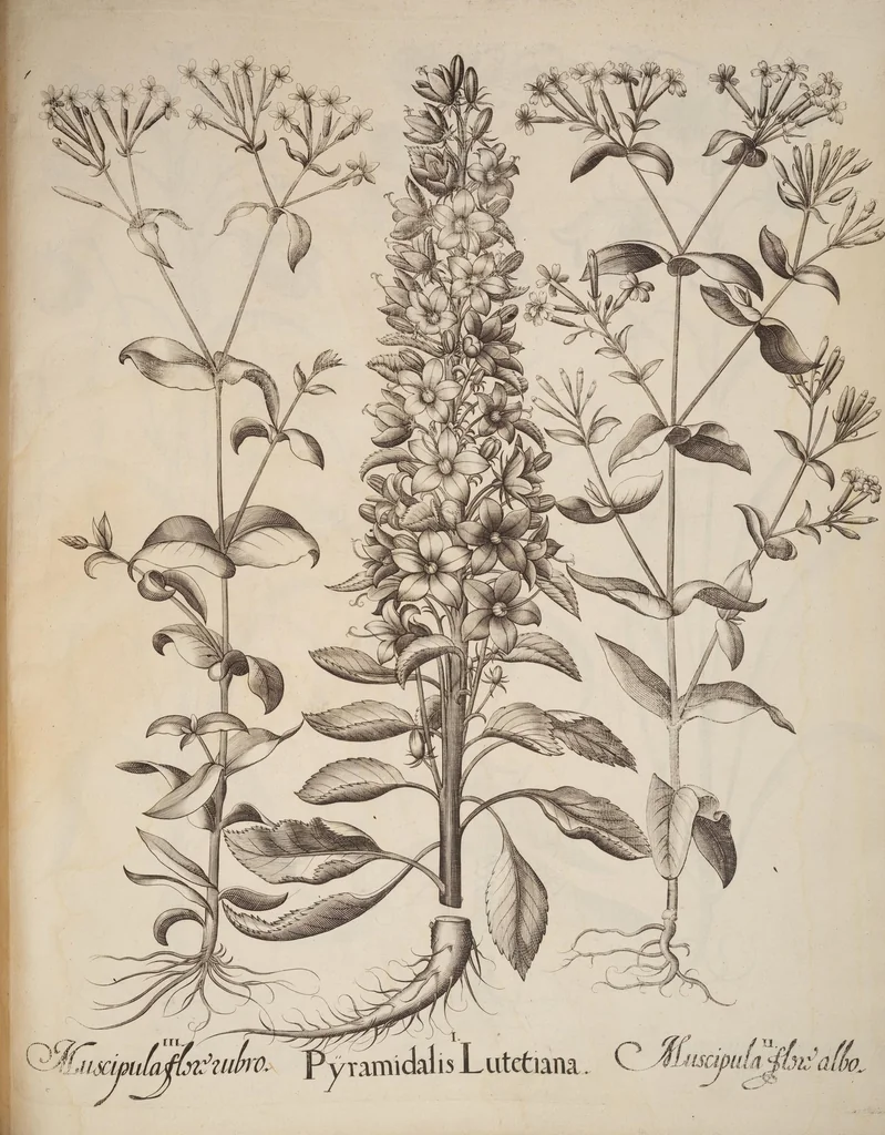 An illustration from Hortus Eystettensis, siue, Diligens et accurata omnium plantarum, florum, stirpium, ex variis orbis terræ partibus, singulari studio collectarum, quæ in celeberrimis viridariis arcem episcopalem ibidem cingentibus, hoc tempore conspiciuntur, delineatio et aduiuum repræsentatio, 1613, leaf 297