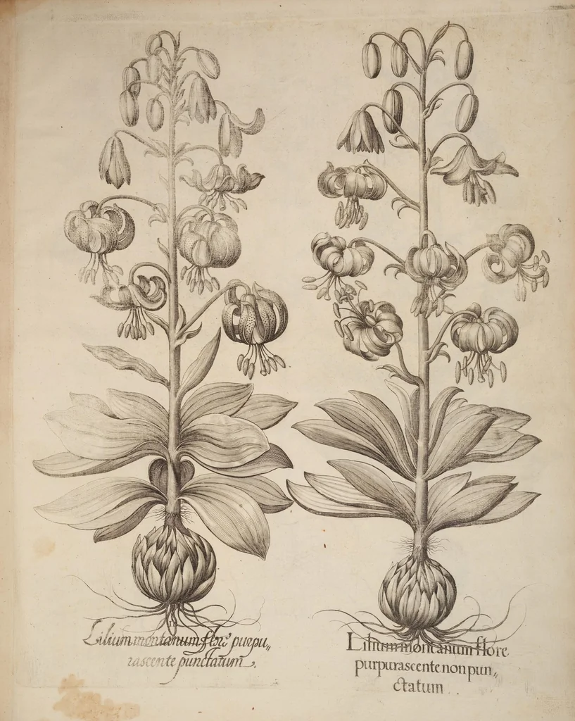 An illustration from Hortus Eystettensis, siue, Diligens et accurata omnium plantarum, florum, stirpium, ex variis orbis terræ partibus, singulari studio collectarum, quæ in celeberrimis viridariis arcem episcopalem ibidem cingentibus, hoc tempore conspiciuntur, delineatio et aduiuum repræsentatio, 1613, leaf 361
