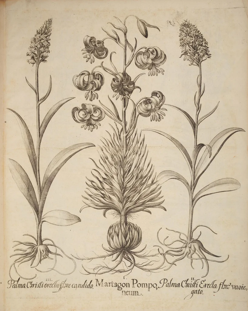 An illustration from Hortus Eystettensis, siue, Diligens et accurata omnium plantarum, florum, stirpium, ex variis orbis terræ partibus, singulari studio collectarum, quæ in celeberrimis viridariis arcem episcopalem ibidem cingentibus, hoc tempore conspiciuntur, delineatio et aduiuum repræsentatio, 1613, leaf 365
