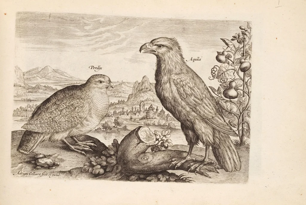 An illustration from Avium vivae icones, in aes, 1610, leaf 13