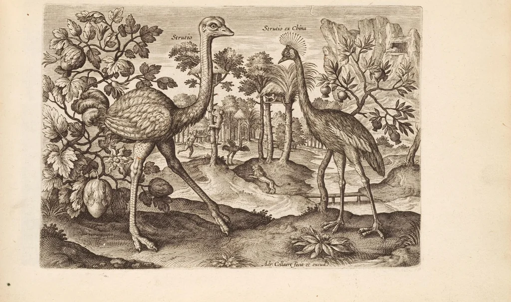 An illustration from Avium vivae icones, in aes, 1610, leaf 15