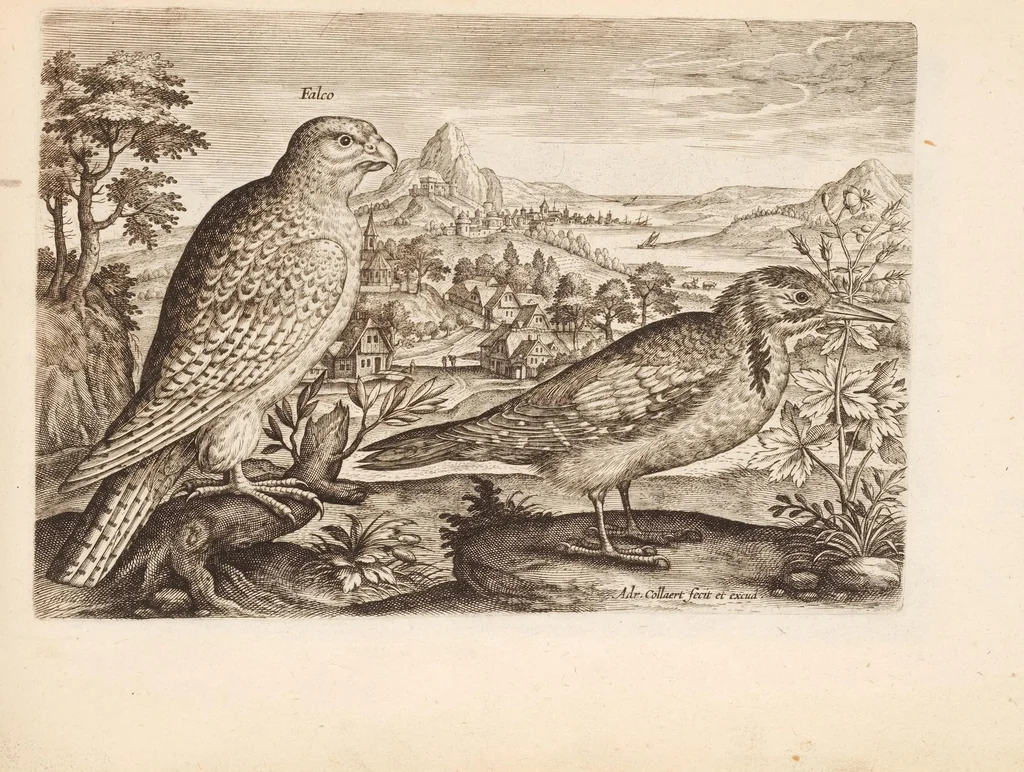 An illustration from Avium vivae icones, in aes, 1610, leaf 17