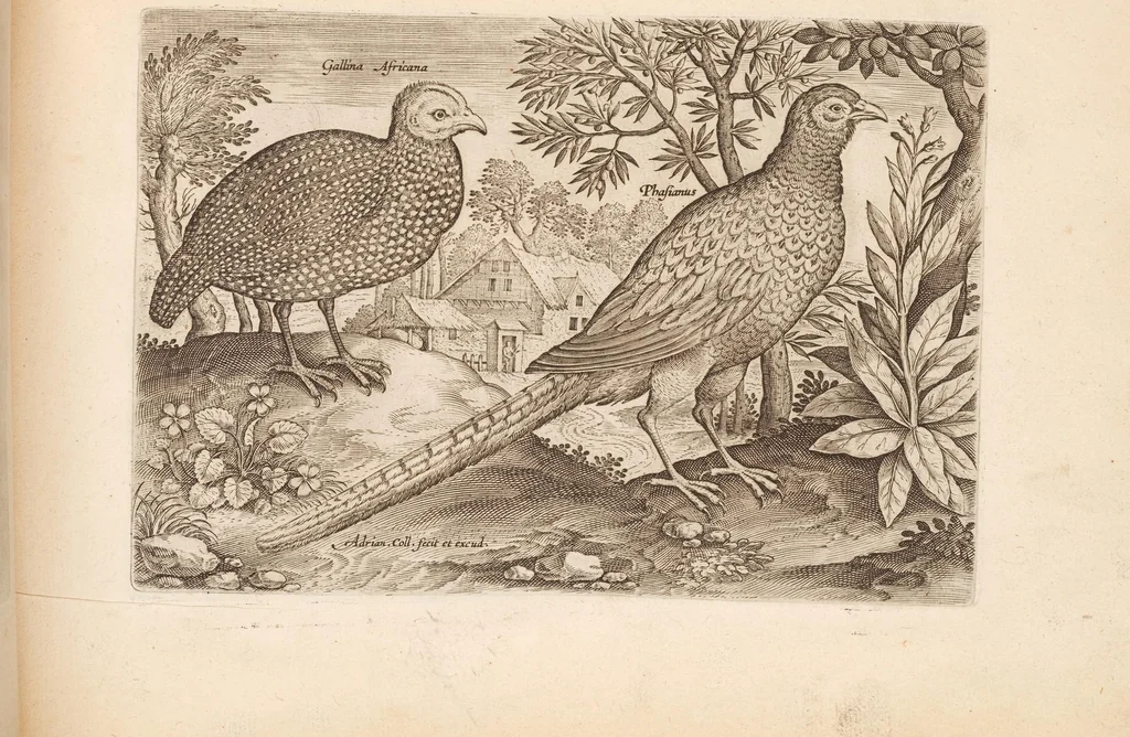 An illustration from Avium vivae icones, in aes, 1610, leaf 19