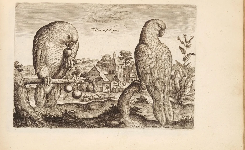 An illustration from Avium vivae icones, in aes, 1610, leaf 21