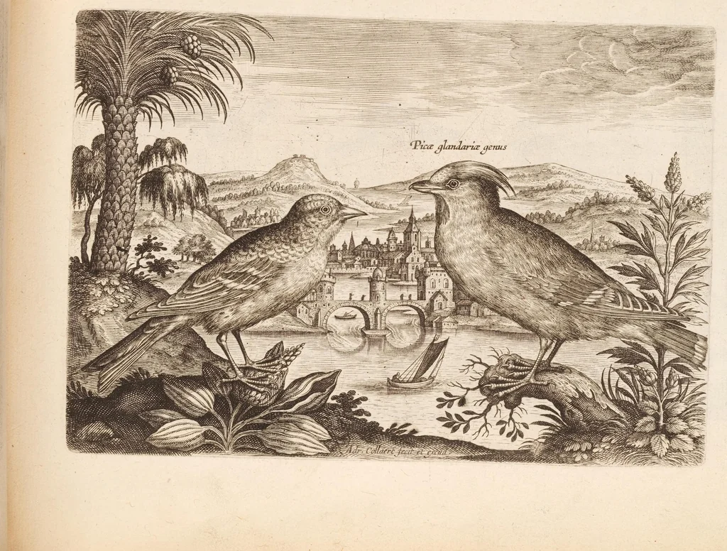 An illustration from Avium vivae icones, in aes, 1610, leaf 23