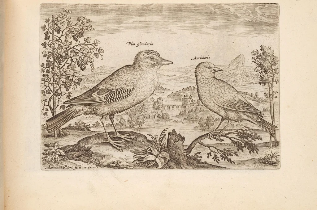 An illustration from Avium vivae icones, in aes, 1610, leaf 25