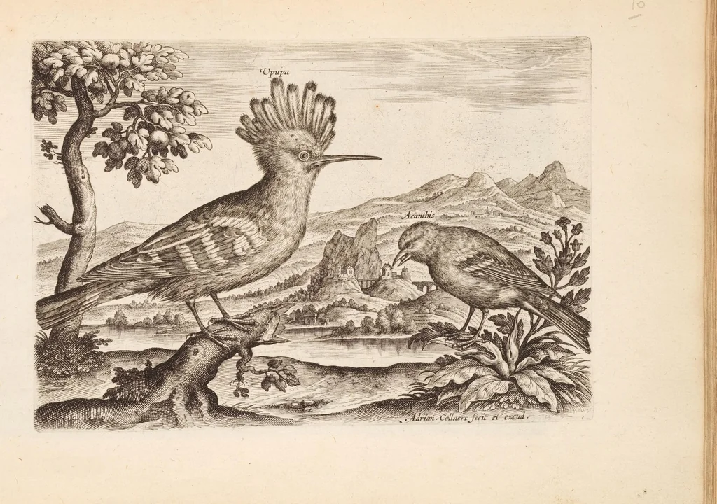 An illustration from Avium vivae icones, in aes, 1610, leaf 31
