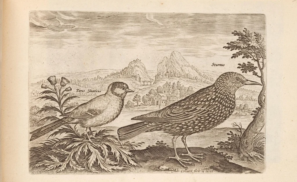 An illustration from Avium vivae icones, in aes, 1610, leaf 33