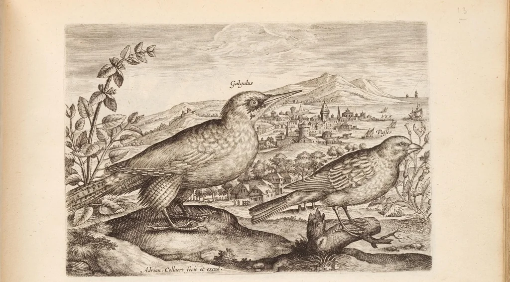 An illustration from Avium vivae icones, in aes, 1610, leaf 37