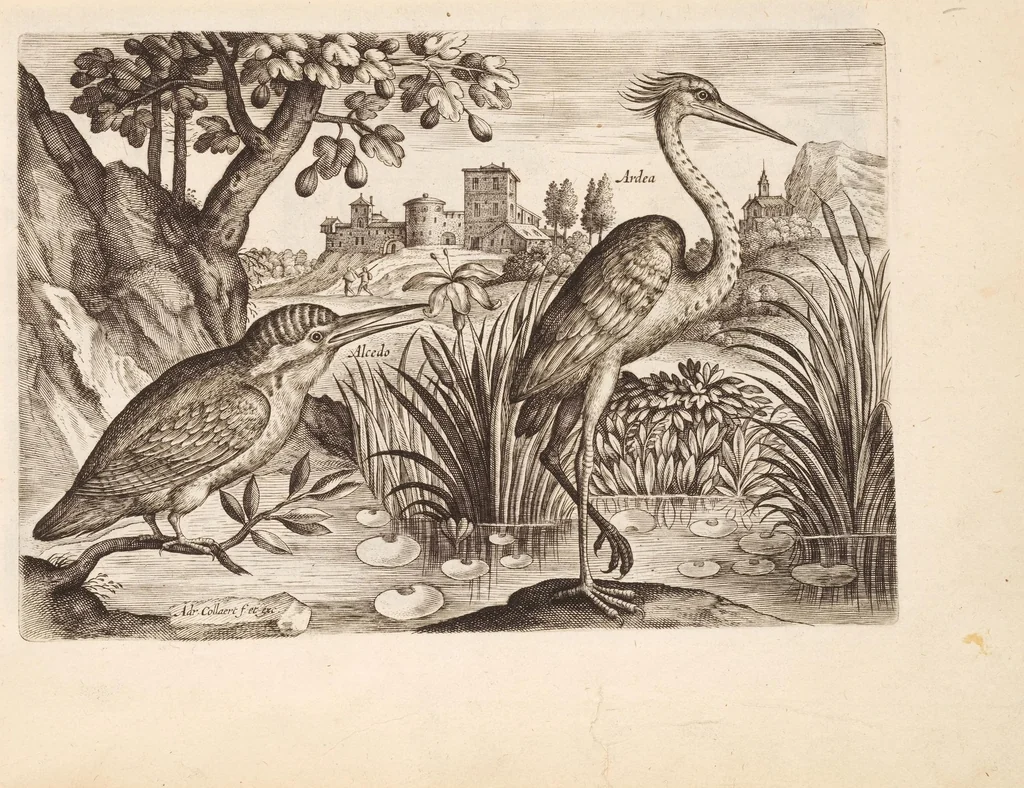 An illustration from Avium vivae icones, in aes, 1610, leaf 39