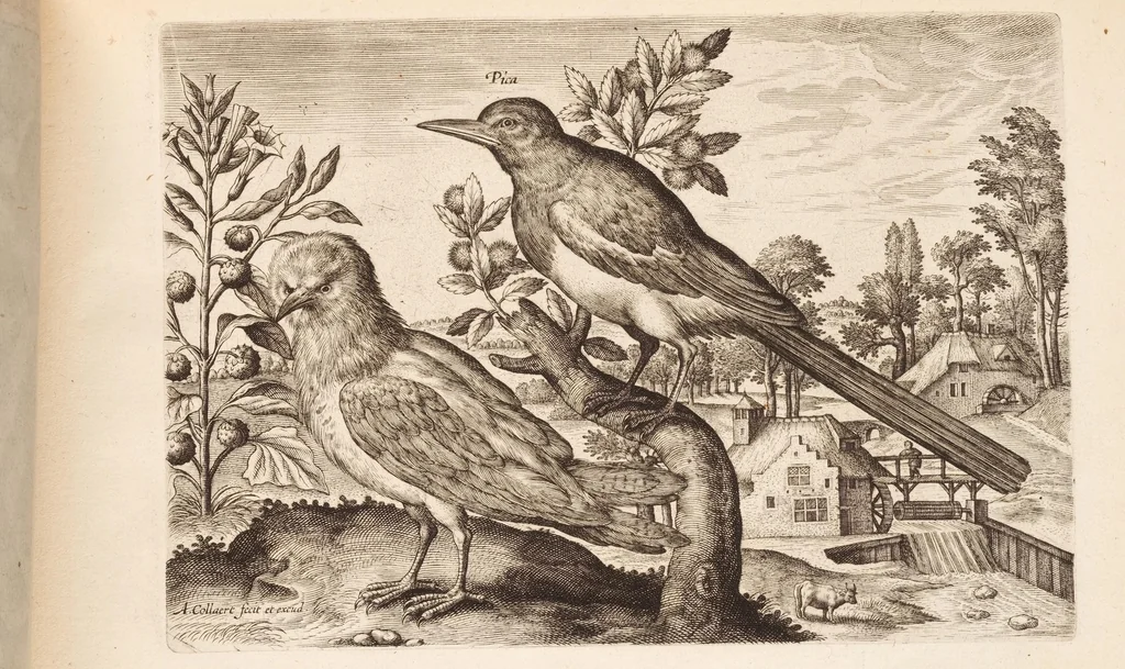 An illustration from Avium vivae icones, in aes, 1610, leaf 41