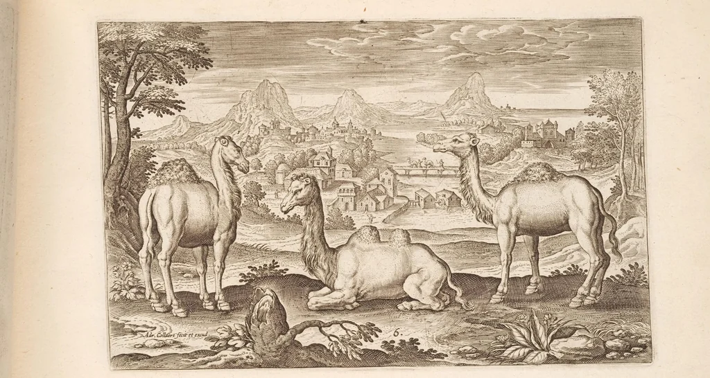 An illustration from Animalium quadrupedum omnis generis verae et artificiosissimae delineationes in aes, 1612, leaf 23