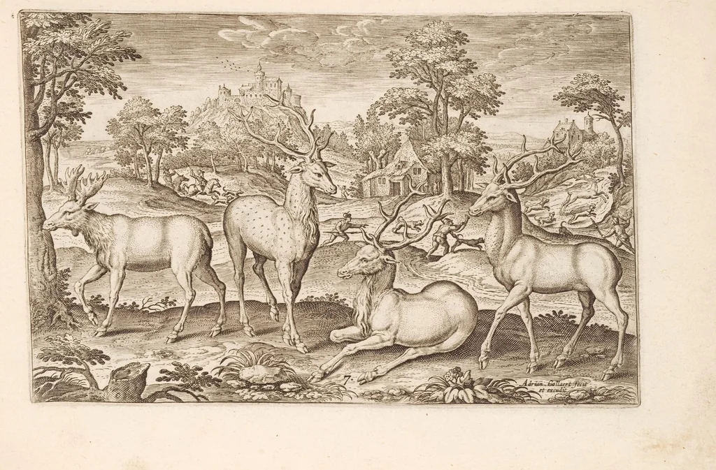An illustration from Animalium quadrupedum omnis generis verae et artificiosissimae delineationes in aes, 1612, leaf 25