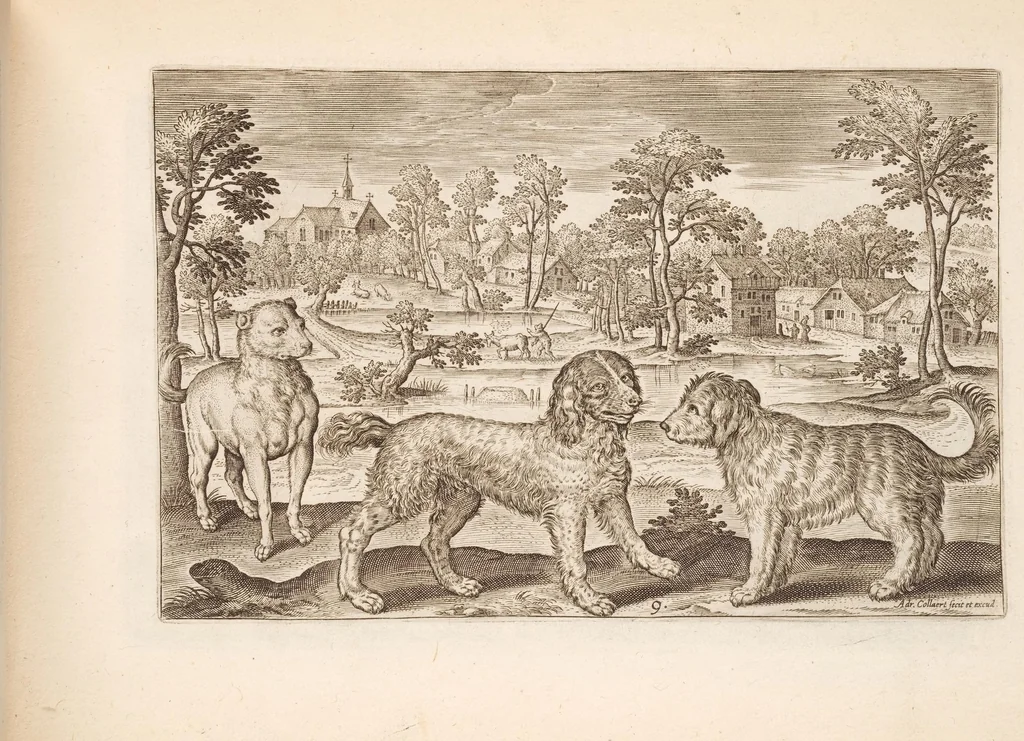 An illustration from Animalium quadrupedum omnis generis verae et artificiosissimae delineationes in aes, 1612, leaf 29