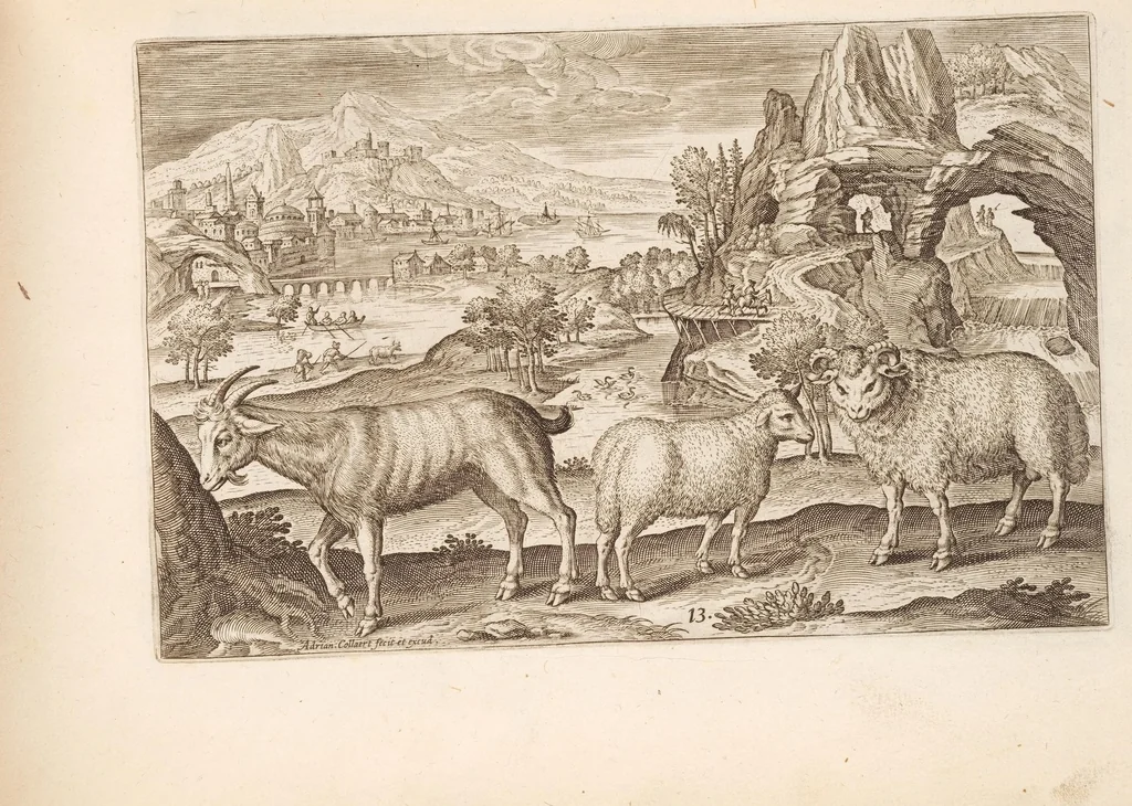 An illustration from Animalium quadrupedum omnis generis verae et artificiosissimae delineationes in aes, 1612, leaf 37