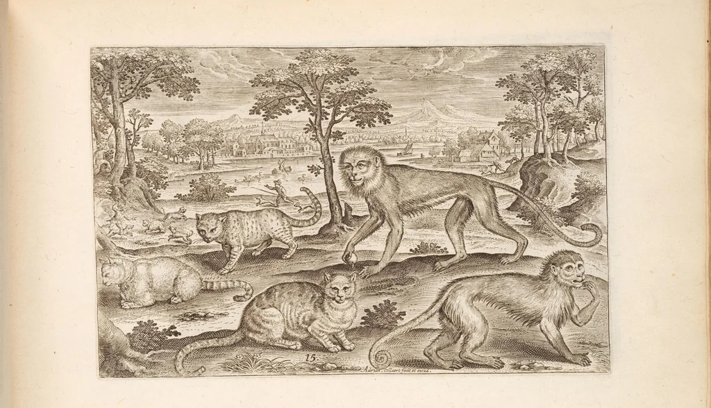 An illustration from Animalium quadrupedum omnis generis verae et artificiosissimae delineationes in aes, 1612, leaf 41
