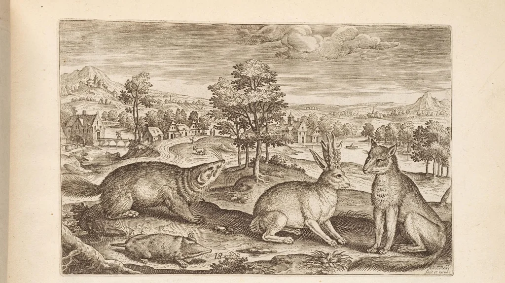 An illustration from Animalium quadrupedum omnis generis verae et artificiosissimae delineationes in aes, 1612, leaf 47