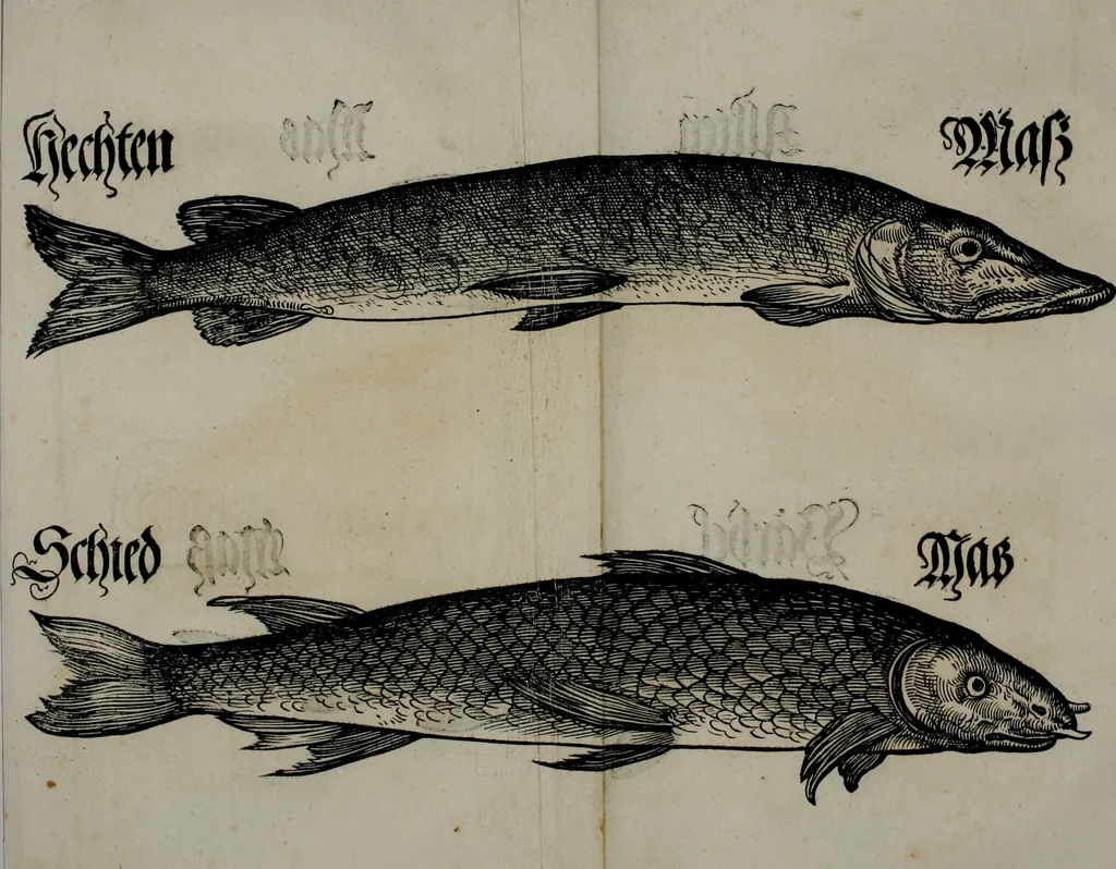 An illustration from Bairische Lanndtsordnung, 1553, leaf 339