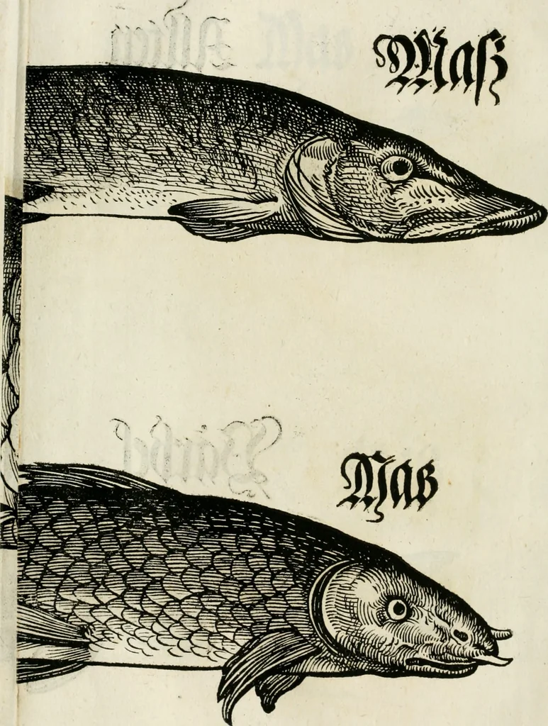 An illustration from Bairische Lanndtsordnung, 1553, leaf 341