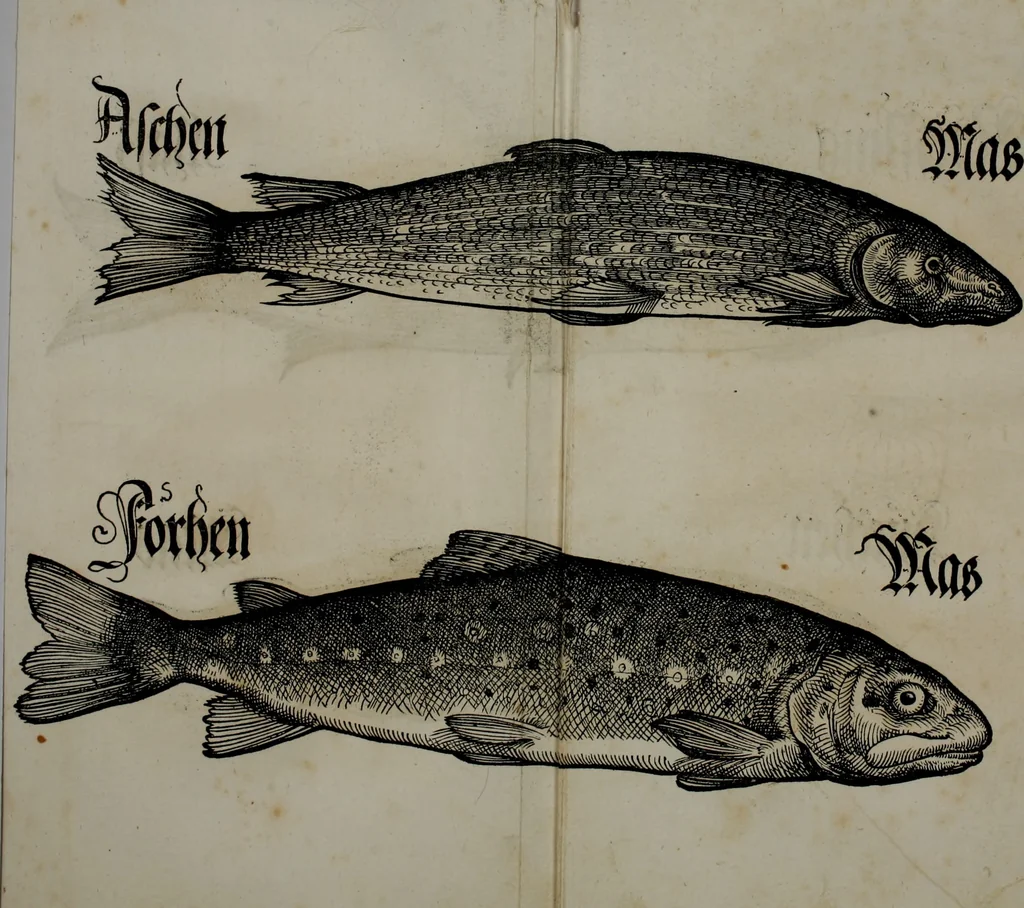 An illustration from Bairische Lanndtsordnung, 1553, leaf 343