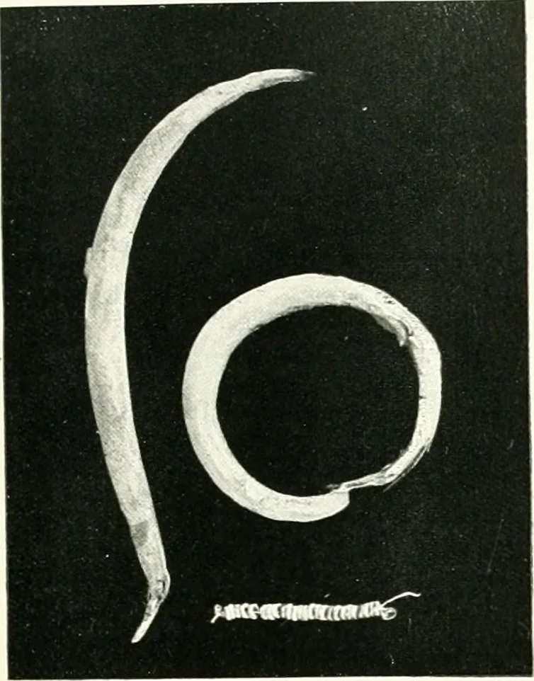 An illustration from Balabish, 1920, leaf 104