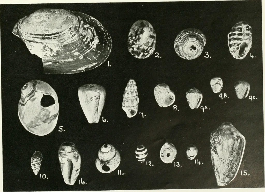 An illustration from Balabish, 1920, leaf 106