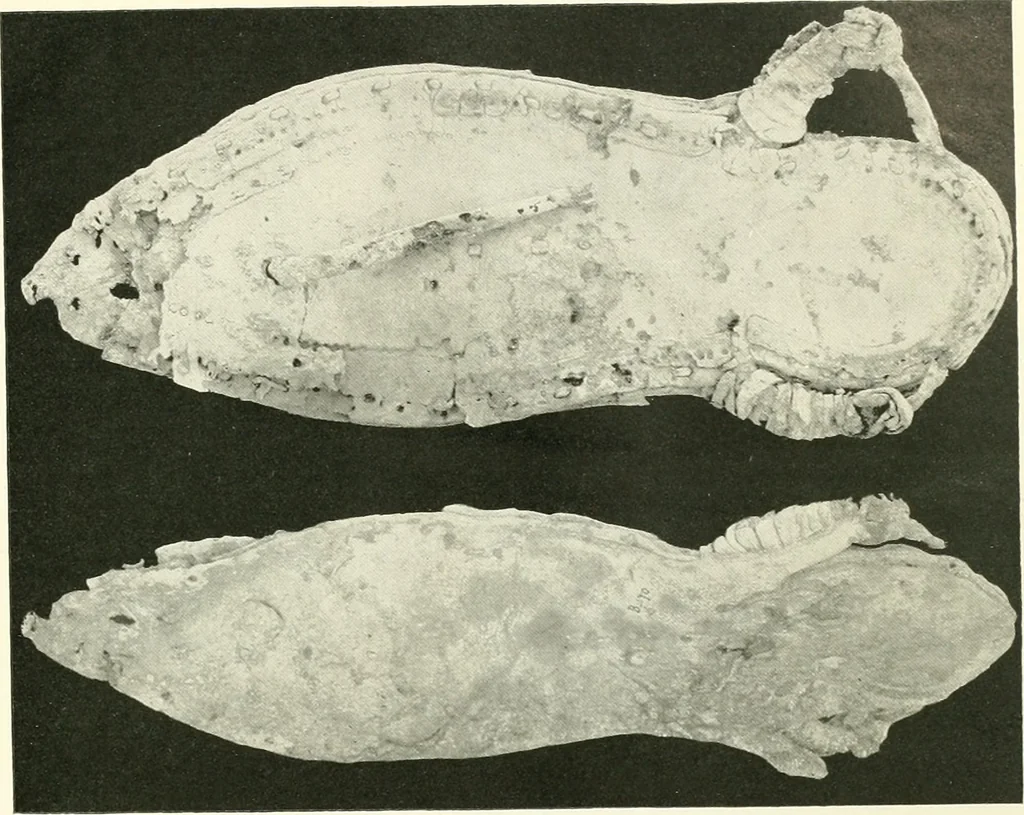 An illustration from Balabish, 1920, leaf 126