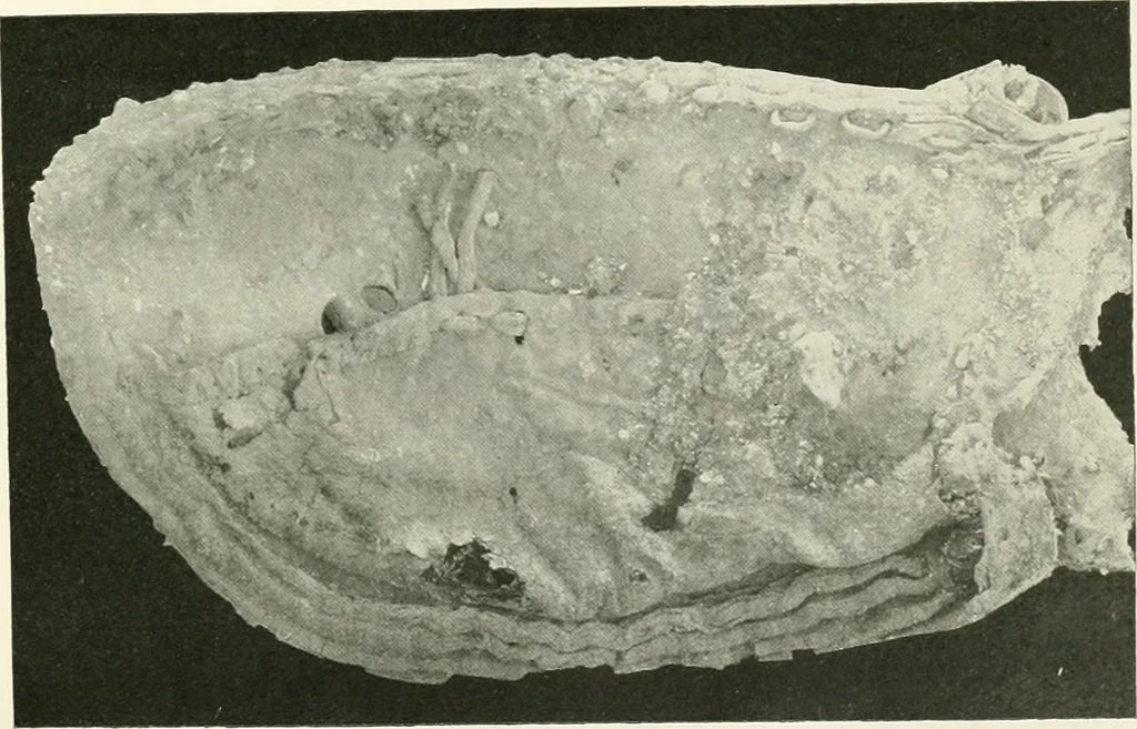 An illustration from Balabish, 1920, leaf 126