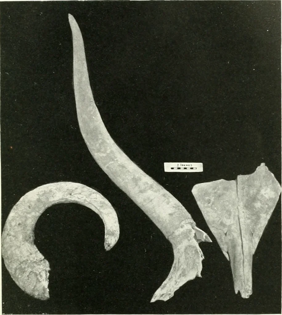 An illustration from Balabish, 1920, leaf 96