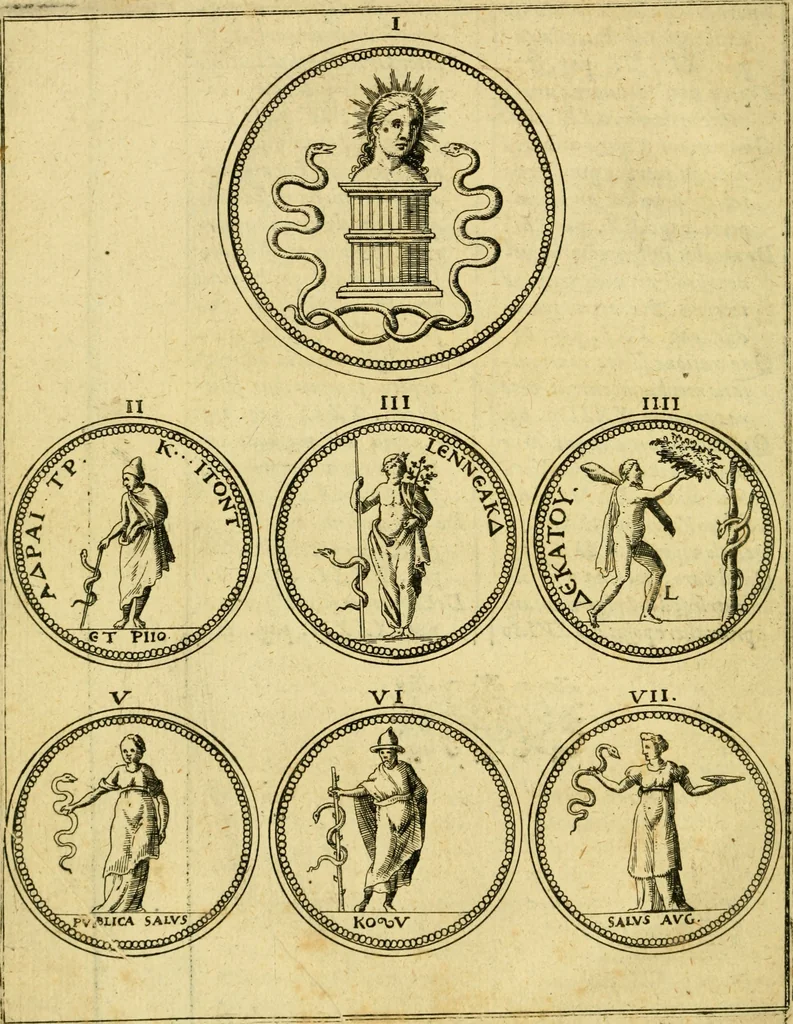 An illustration from Baldi Angeli Abbatii ... De admirabili viperae natura, & de mirificis ejusdem facultatibus liber, 1603, leaf 19