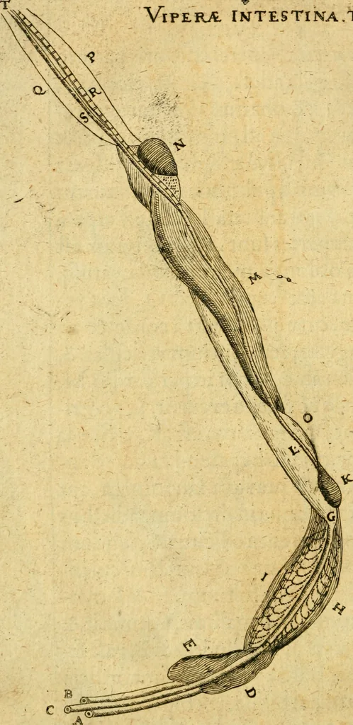 An illustration from Baldi Angeli Abbatii ... De admirabili viperae natura, & de mirificis ejusdem facultatibus liber, 1603, leaf 77