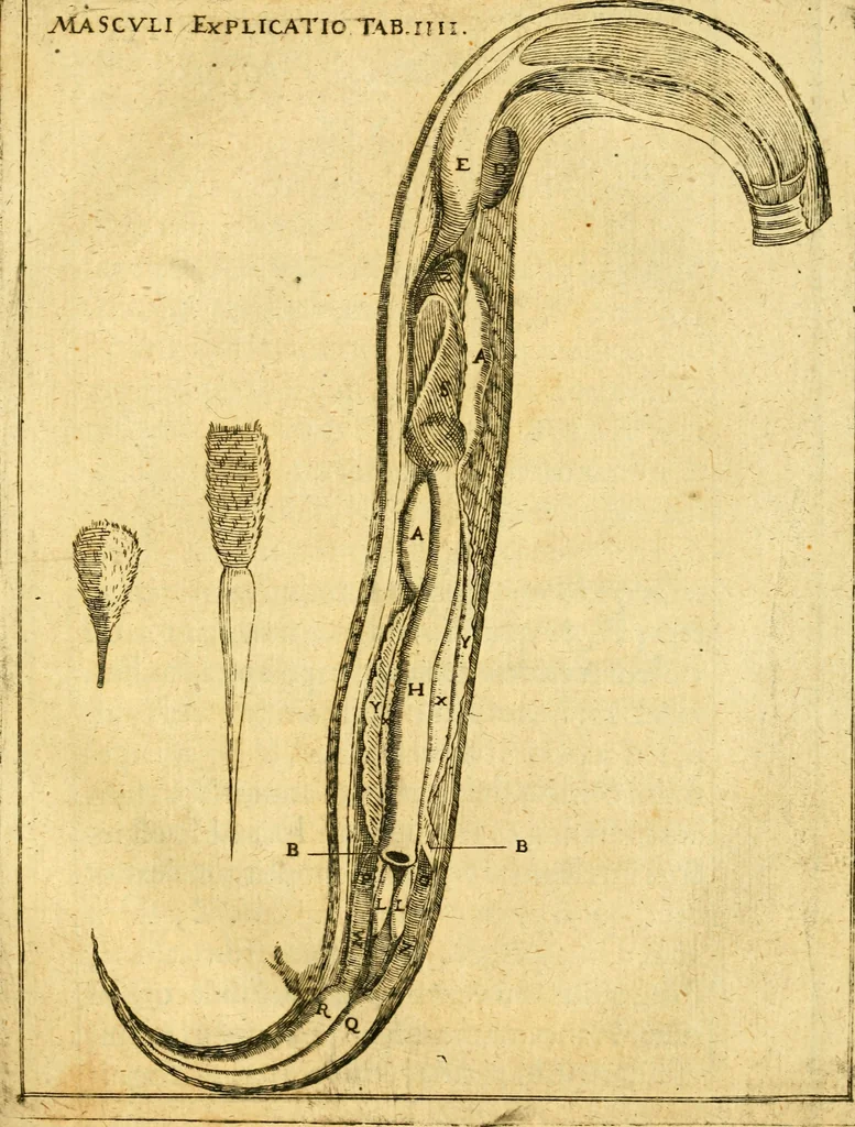 An illustration from Baldi Angeli Abbatii ... De admirabili viperae natura, & de mirificis ejusdem facultatibus liber, 1603, leaf 78