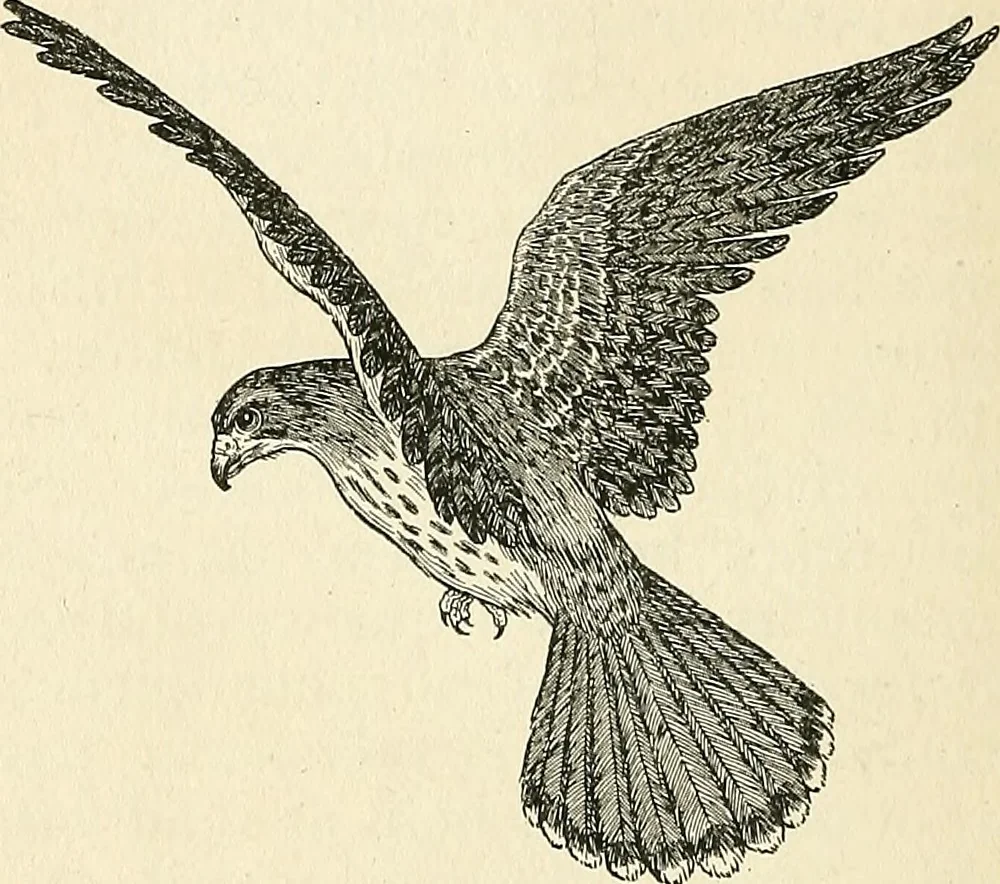 An illustration from Balloons, airships and flying machines;, 1905, leaf 107