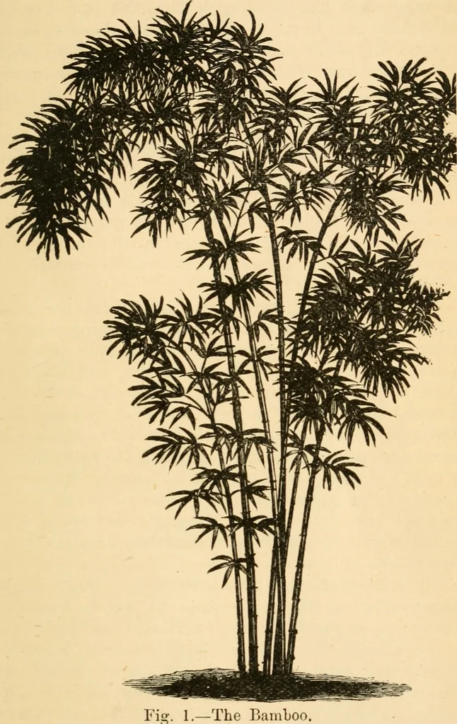 An illustration from Bamboo work; comprising the construction of furniture, household fitments, and other articles in bamboo, 1901, leaf 12