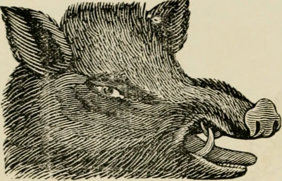 An illustration from Banbury chap books and nursery toy book literature [of the XVIII and early XIX centuries], 1890, leaf 113
