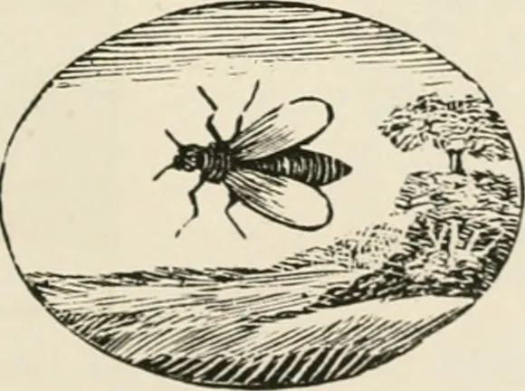 An illustration from Banbury chap books and nursery toy book literature [of the XVIII and early XIX centuries], 1890, leaf 20
