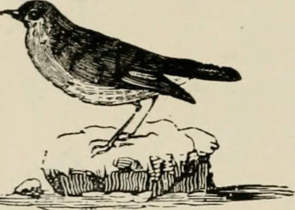 An illustration from Banbury chap books and nursery toy book literature [of the XVIII and early XIX centuries], 1890, leaf 49