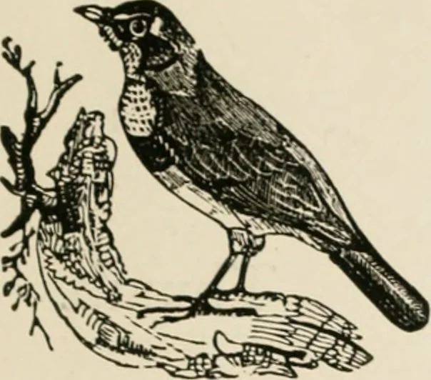 An illustration from Banbury chap books and nursery toy book literature [of the XVIII and early XIX centuries], 1890, leaf 50