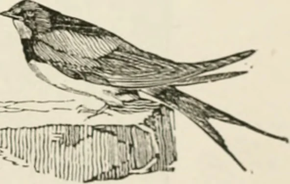 An illustration from Banbury chap books and nursery toy book literature [of the XVIII and early XIX centuries], 1890, leaf 50