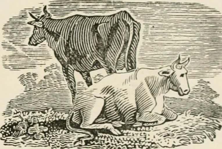 An illustration from Banbury chap books and nursery toy book literature [of the XVIII and early XIX centuries], 1890, leaf 70