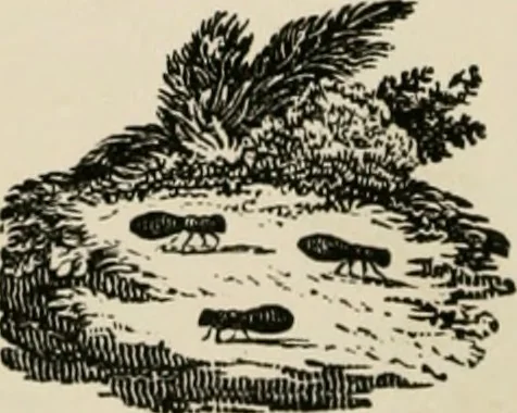 An illustration from Banbury chap books and nursery toy book literature [of the XVIII and early XIX centuries], 1890, leaf 79